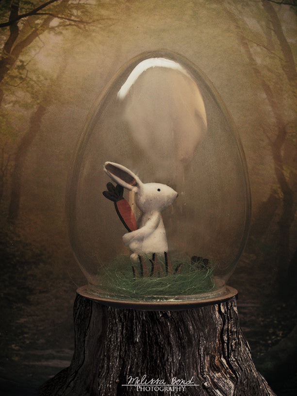 Cottontail - Color Photographic Print