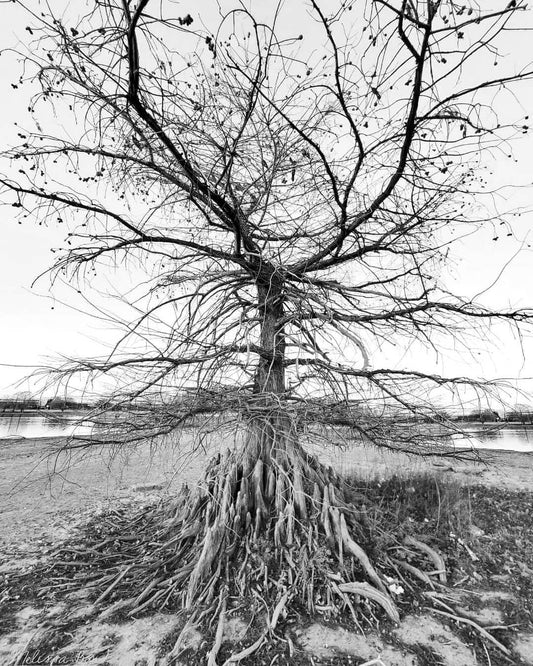 Cathedral - Black & White Photographic Print